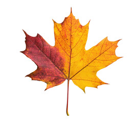 Obraz premium autumn maple leaf isolated