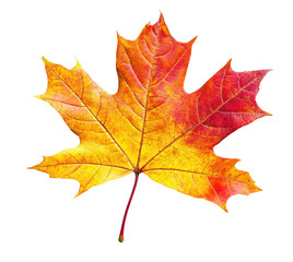 Obraz premium autumn maple leaf isolated
