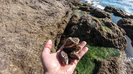 A handful of mussels in their hands, fresh mussels, sea mussels. Hand Holding a Mussel Shell with Barnacles on a Beach, Mussels on embers. Tasty mussels at a barbeque on the beach, Mussels in their.