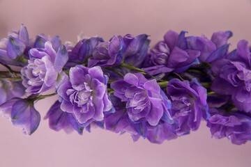 Flower of lush purple delphinium on pink background pink