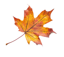 Obraz premium autumn maple leaf, half dry