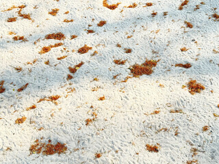 White sand with dried fallen brown leaves and brown moss, marking the beginning of autumn season. Taken during golden hour sunset time.