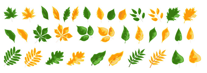 vector yellow and green leaves of trees, autumn, summer plants. nature. a graphic image. background for the design.