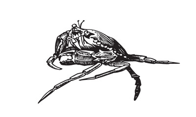 Graphical blue crab on white background,vector illustration