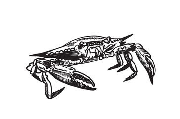 Graphical blue crab on white background,vector illustration