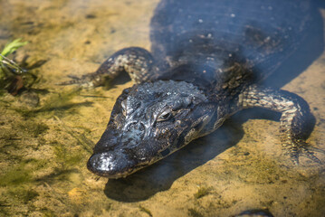 Alligator in water
