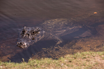 Alligator in water