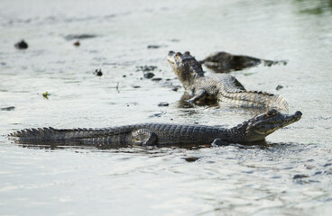 Alligator in water