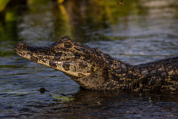 alligator in the swamp