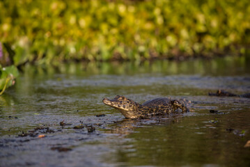 Alligator in water