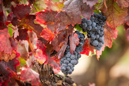 uva, vino, cosecha, vendimia, bodega, tinto, blanco, garnacha, 
