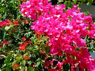 pink flowers in the garden