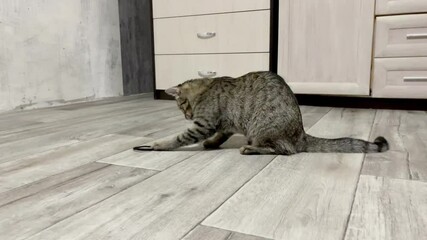 Joyful striped grey cat playing in modern grey interior