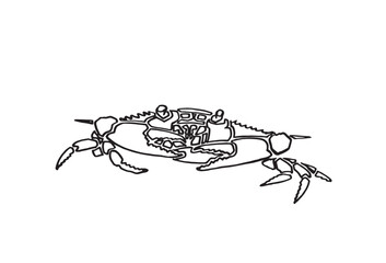 Graphical sketch of  crab on white background,vector illustration
