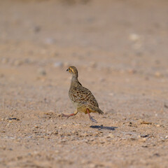 Closeup of a Crested Lark perched on the ground, in Qatar.