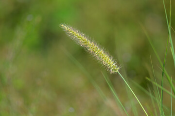 Beautiful setaria view with green plant in the outdoor