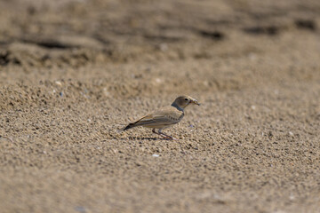 bird on the beach