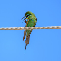 A non-breeding visitor to Africa from the Arabian peninsular, the Blue-cheeked Bee-Eater will often fly in mixed flocks with other Bee-Eaters. Their melodic call is a common sound during the rains
