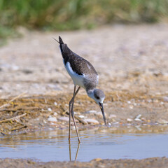 crowned night heron.   