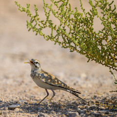 Hoopoe lark, 