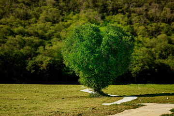 A scenic of heart tree with a clear sky and lush greenery.