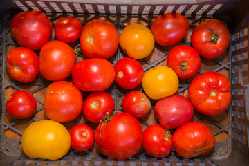 Red and yellow tomatoes lie in a plastic box.
