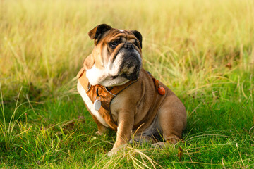 Charming Bulldog Relaxing Peacefully in Sunlit Meadow Surrounded by Vibrant Green Grass