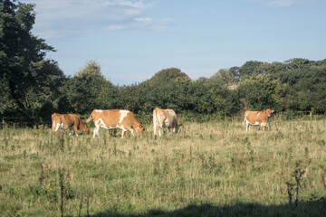 guernsey cows