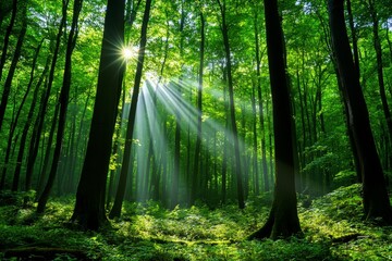 Obraz premium A forest landscape with sunlight filtering through the trees, showcasing the beauty of nature and biodiversity
