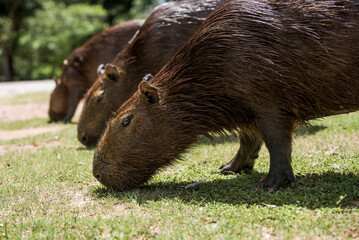 Capybara