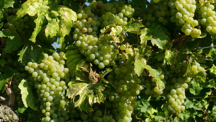 Bunch of grapes on a vine