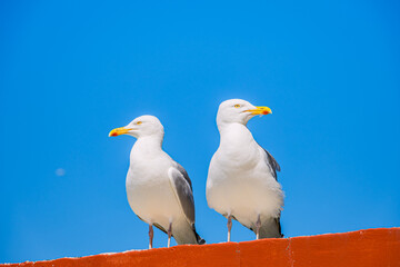 Goéland argenté sur un toit à Ault