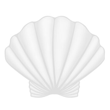 shell, seashell, shellfish, white seashell, shell on white background, white shell, grey shell isolated on white, seashel, scallop illustration, shell illustration, shell design, scallop, png, 3d