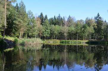 Obraz premium lake in the forest pond