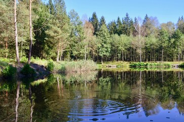 Obraz premium lake in the forest pond