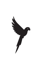 bird of prey