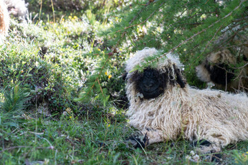 Fototapeta premium Valais black nosed sheep, resting in the shade. Zermatt Switzerland