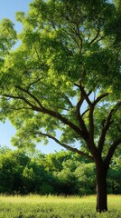 Fototapeta premium Lush green foliage of a Chinese Pistache stands tall under a clear blue sky