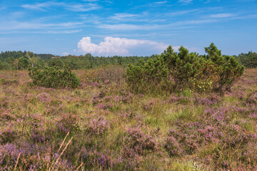 Tempest Clouds Are Concoting Over The Heath