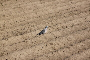 Gołąb na polu 