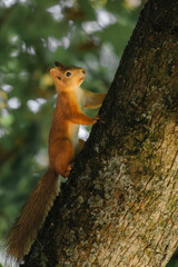 red squirrel on a tree