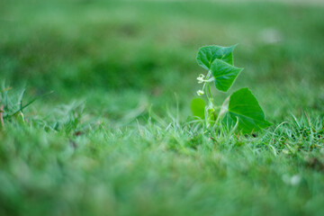 green grass with dew