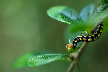 caterpillar on leaf