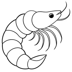 Curled Shrimp Line Art Vector