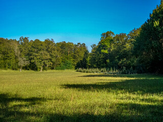 Wiederaufforstung im Mischwald durch anpflanzen junger Laubbäume