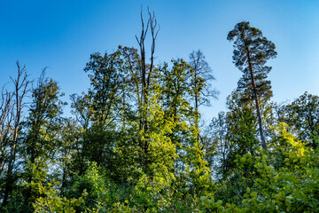 Abgestorbene Bäume im Wald