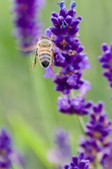 A rare wild bee feeding on a vibrant purple flower, showcasing its delicate wings and detailed interaction with the plant, set against a black background, highlighting the endangered status of the bee