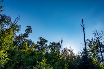 Abgestorbene Bäume im Wald
