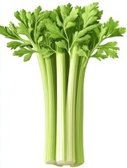 Fototapeta premium Fresh and vibrant celery stalks with lush green leaves, ideal for healthy recipes, snacks, and garnishes, white background