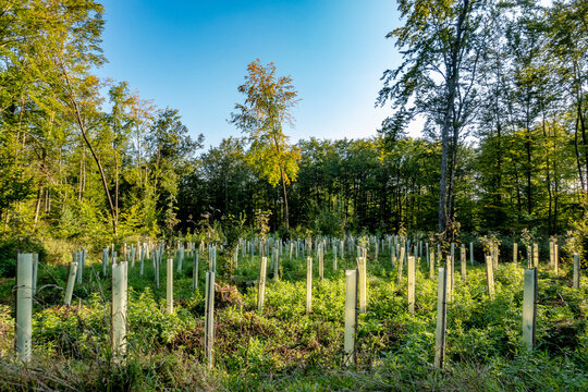 Wiederaufforstung im Mischwald durch anpflanzen junger Laubb&auml;ume